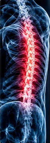 Spinal cord illustration from the supplied design